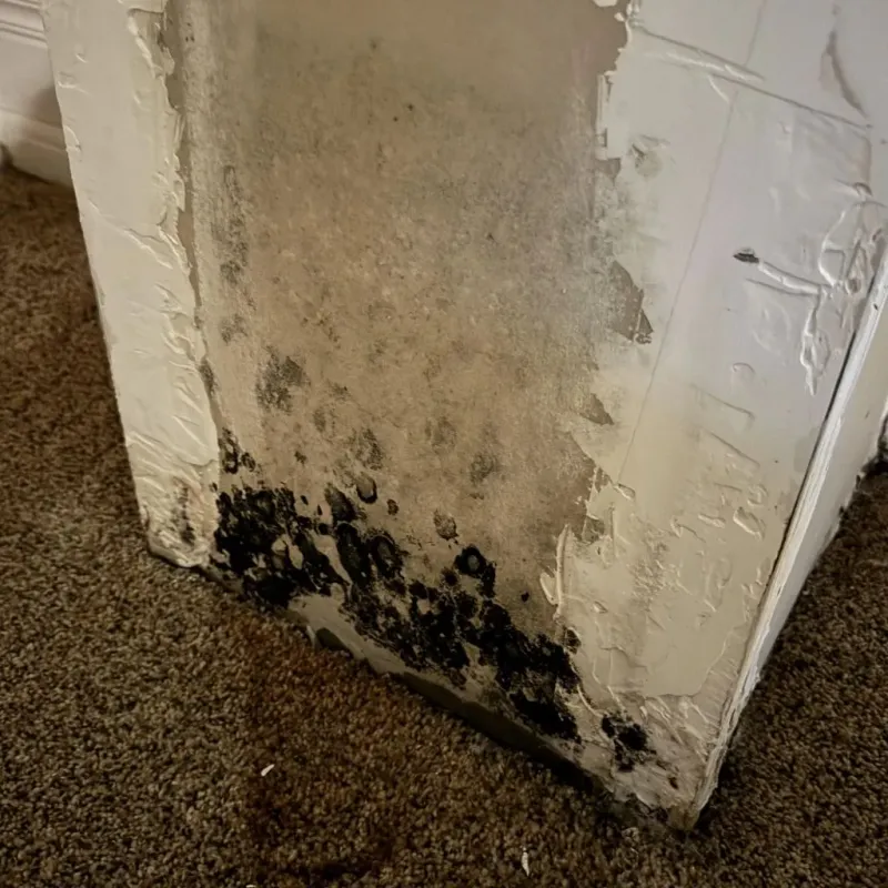 Professional Mold Removal in Spring Hope, NC